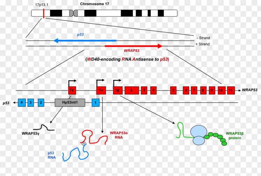 Spinal Muscular Atrophy WRAP53 Gene Exon Antisense RNA PNG