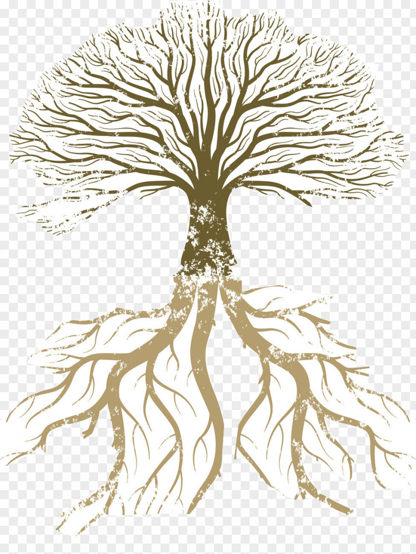 Tree Root Vector Graphics Branch Illustration PNG