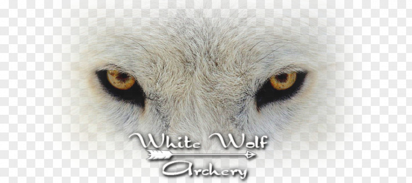 Black And White Wolf Eye Color Siberian Husky Photography Dire PNG