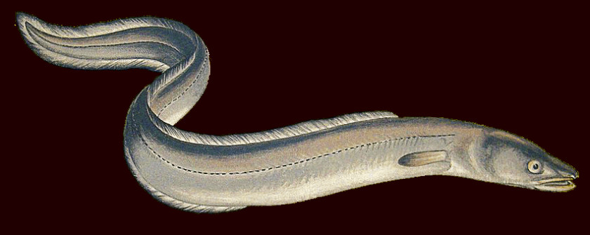 Eel Jaw Fish PNG
