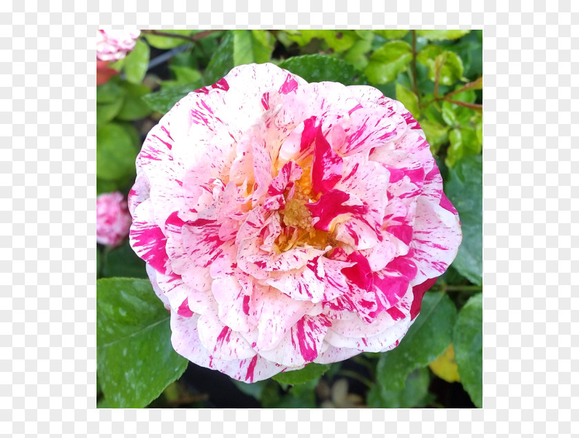 English Rose French Cabbage Floribunda Memorial Japanese Camellia PNG