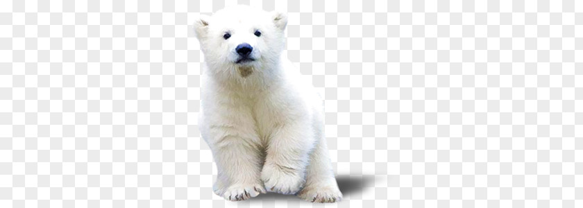 Polar Bear PNG bear clipart PNG