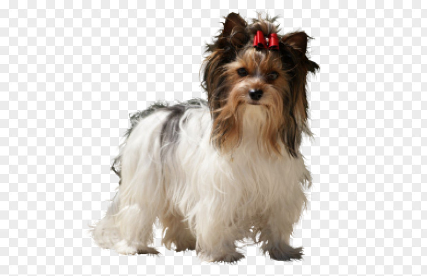 Puppy Yorkshire Terrier Australian Silky Morkie Havanese Dog PNG