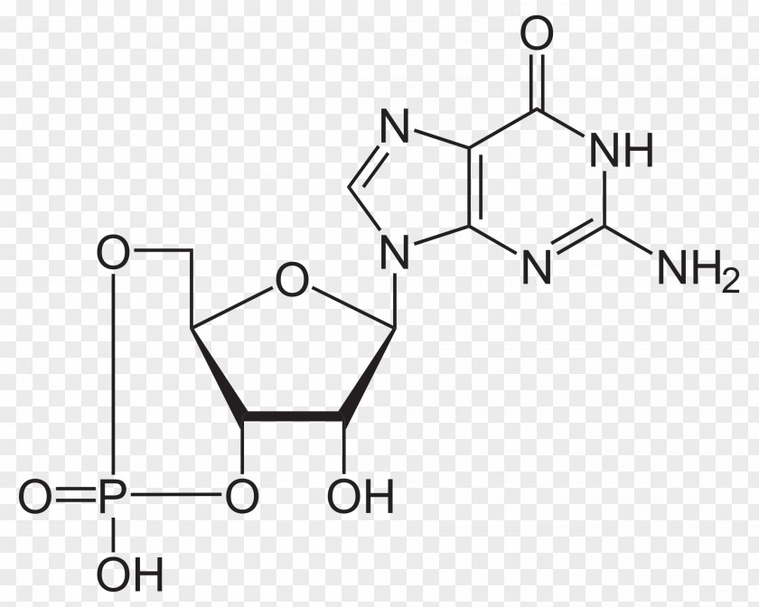Gmp Adenosine Triphosphate Structure Cyclic Guanosine Monophosphate Molecule Deoxyguanosine PNG