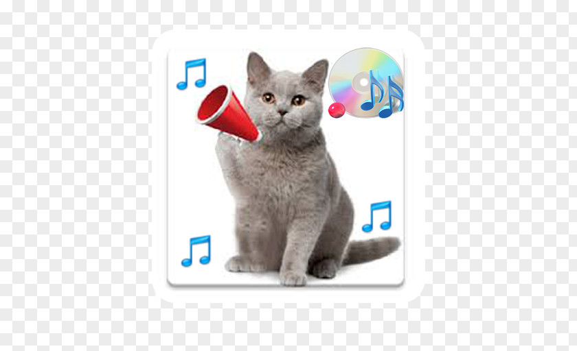 Kitten Russian Blue Cat Sounds British Shorthair PNG