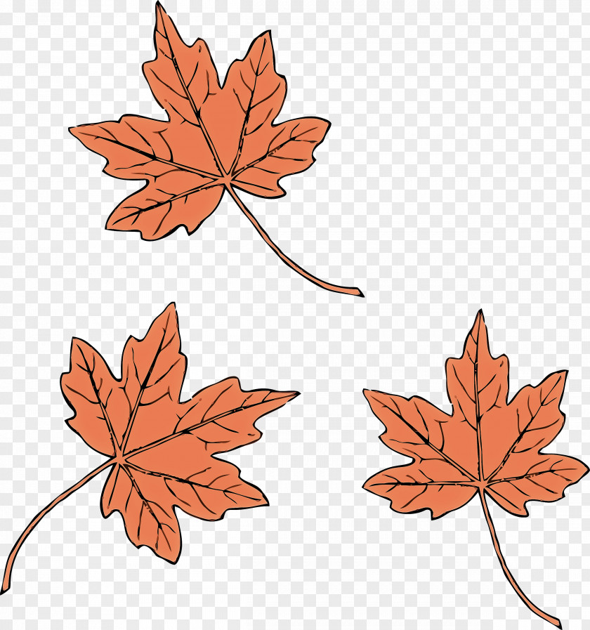 Maple Flowering Plant Leaf PNG