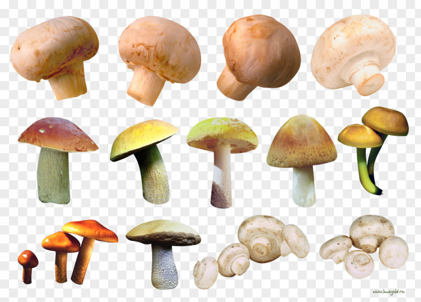 Mushroom Common Fungus Oyster Edible PNG