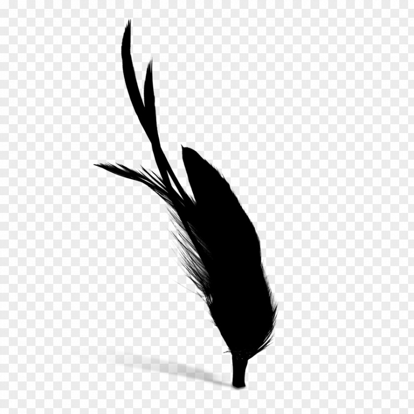 Quill Black M PNG