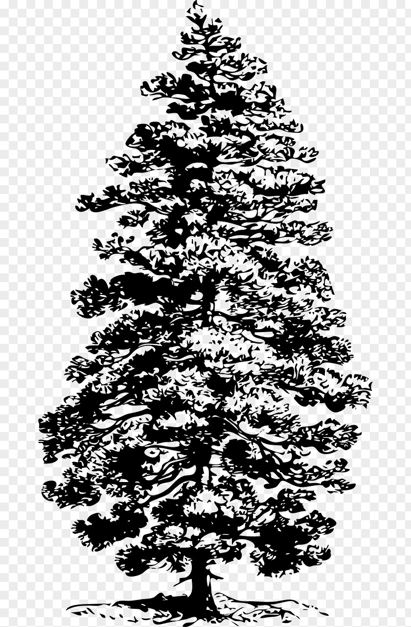 Coniferous Vector Eastern White Pine Tree Fir Clip Art PNG