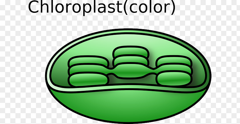 Flattening Of Ancient Characters Chloroplast Cell Plant Biological Membrane Organelle PNG