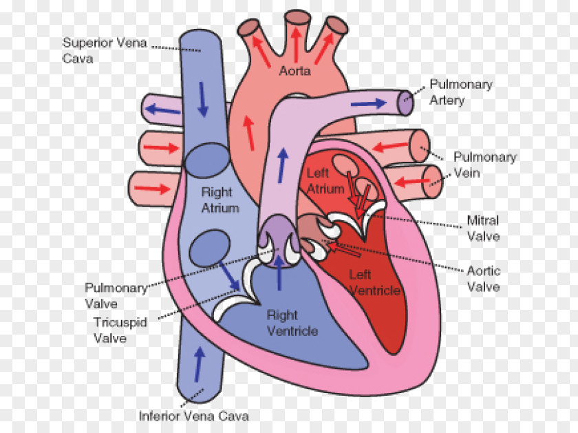 Heart Wiring Diagram Circulatory System Human Body PNG