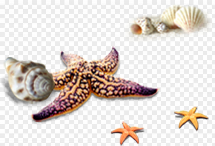 Starfish Conch Tropical Beach Elements Seashell Euclidean Vector Computer File PNG