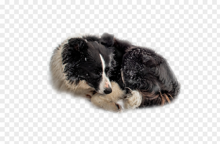 The Dog In Snow Border Collie Australian Shepherd Puppy Breed Companion PNG