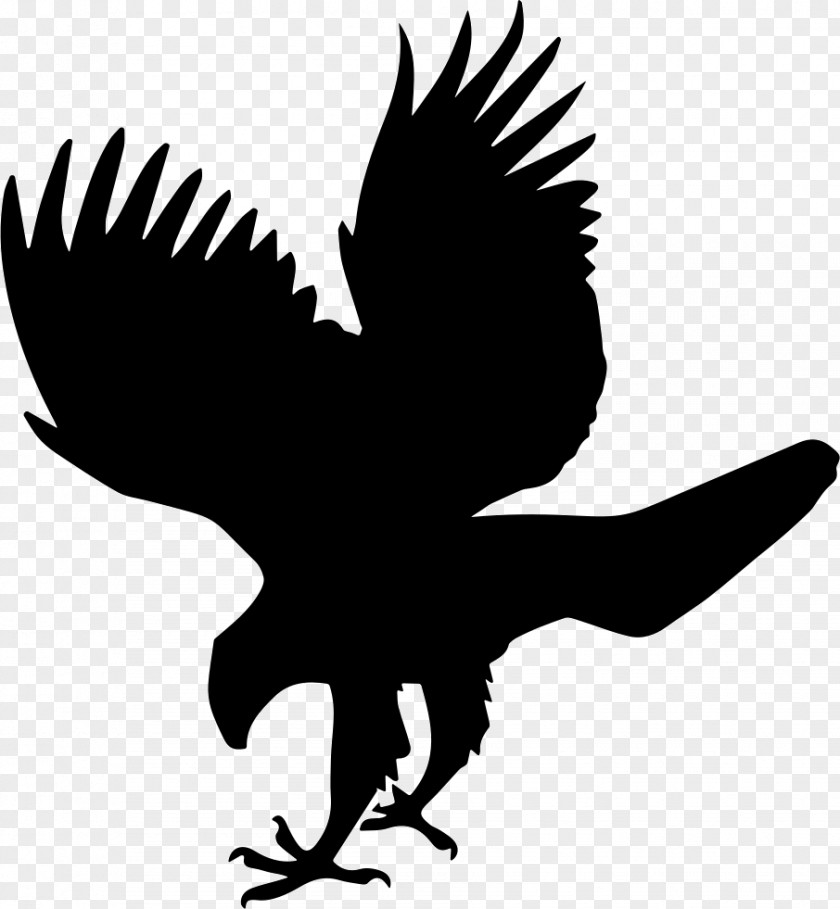 Bird Falcon Hawk PNG