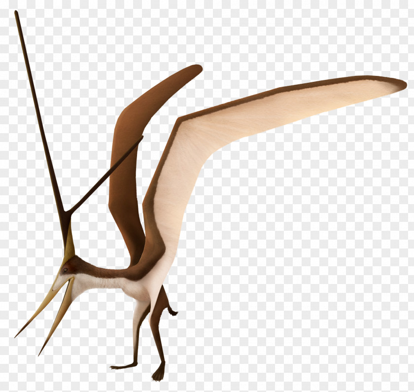 Dinosaur Nyctosaurus Pterodactyloidea Ornithocheiroidea Pteranodon PNG