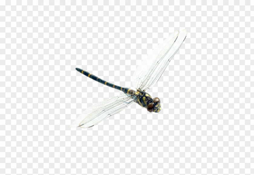 Dragonfly Insect Membrane PNG
