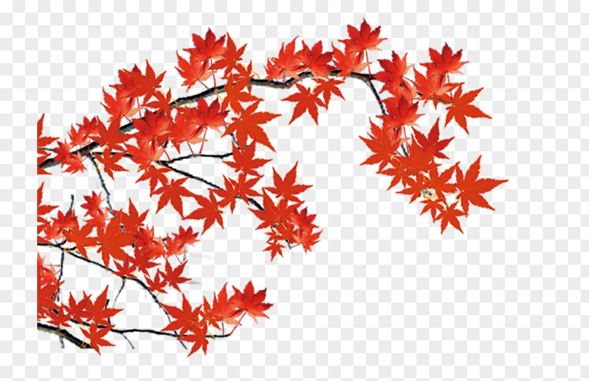 Yellow Maple Leaf Material PNG