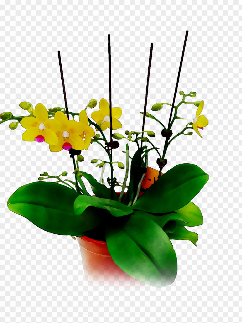 Floral Design Cut Flowers Moth Orchids Yellow PNG