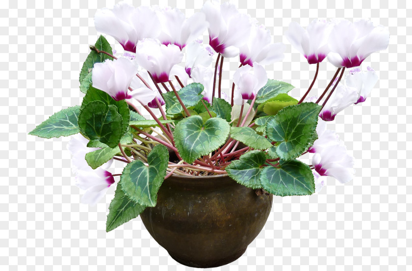 Flower Minimal Flowerpot Plant Cyclamen Persicum PNG