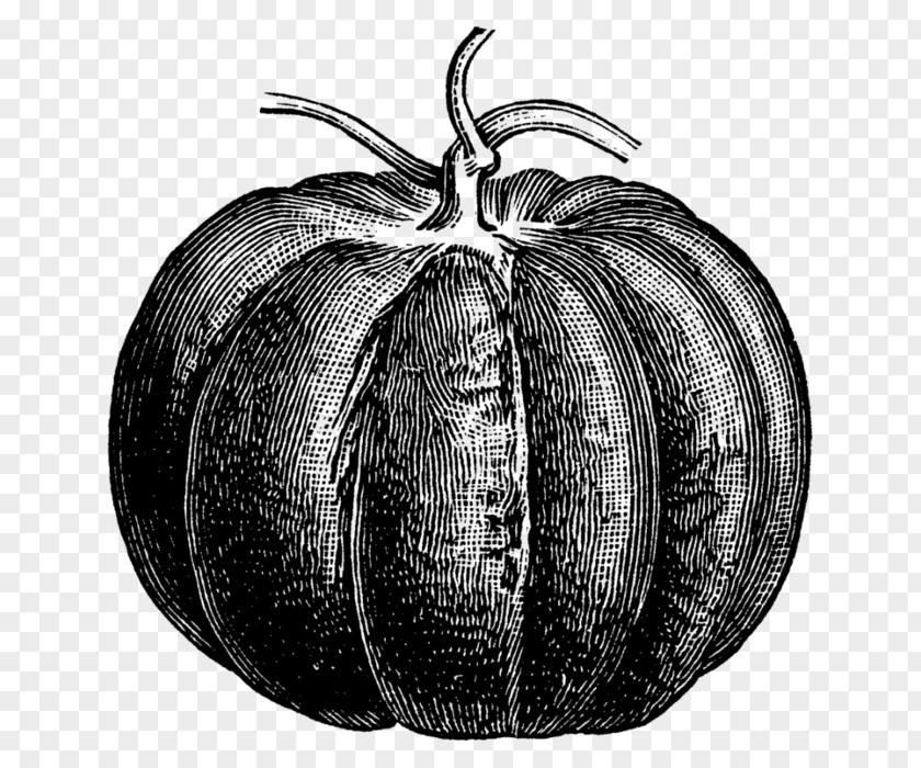Gourd Drawing Pumpkin PNG