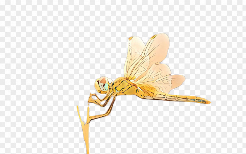 Insect Dragonflies And Damseflies Dragonfly Pest Yellow PNG