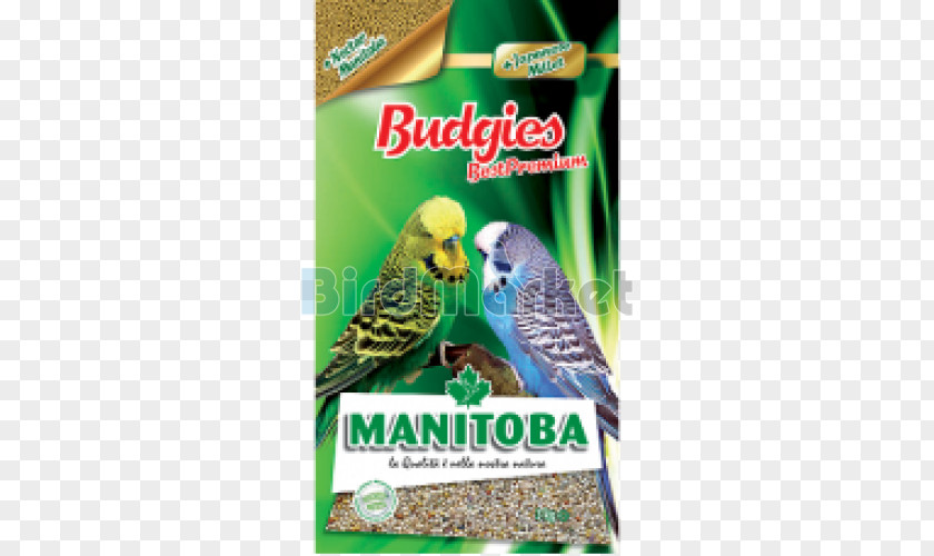Parrot Budgerigar Domestic Canary Lovebird PNG