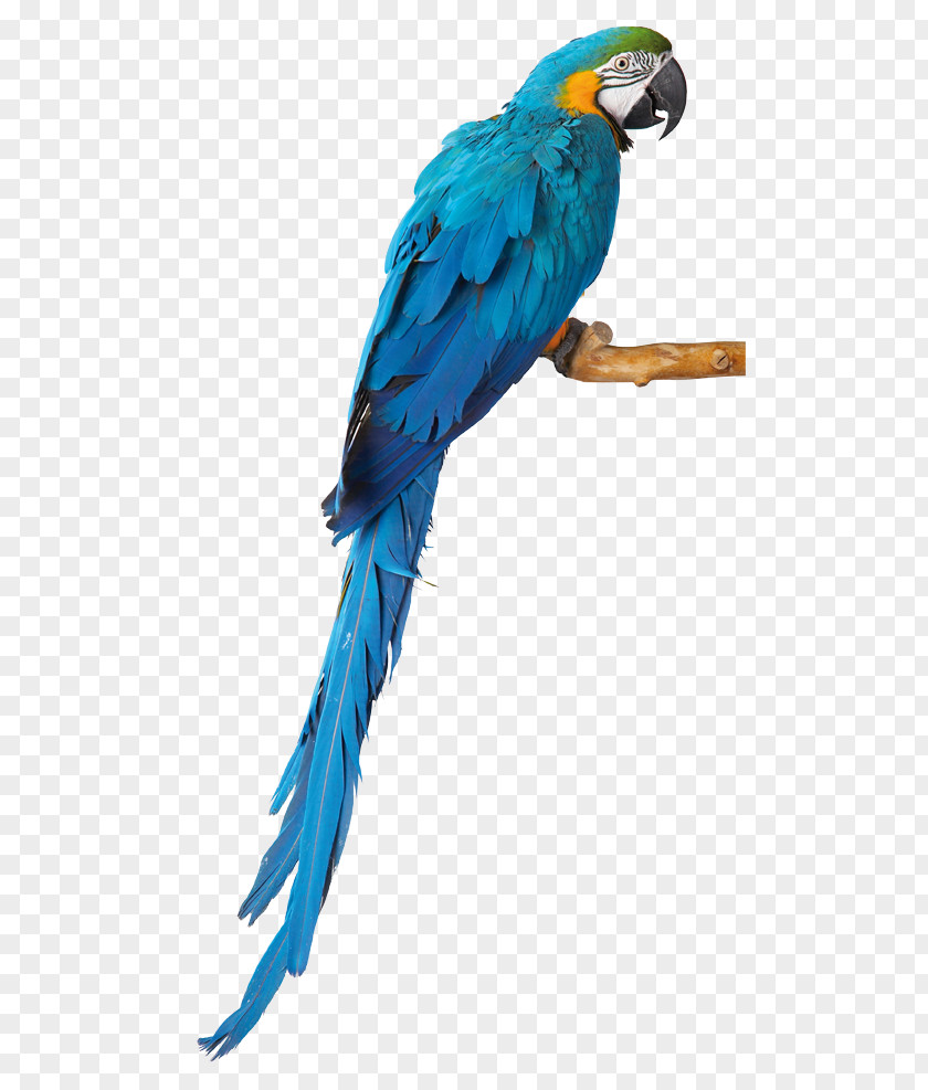 Parrot Budgerigar Macaw Lovebird Parakeet PNG