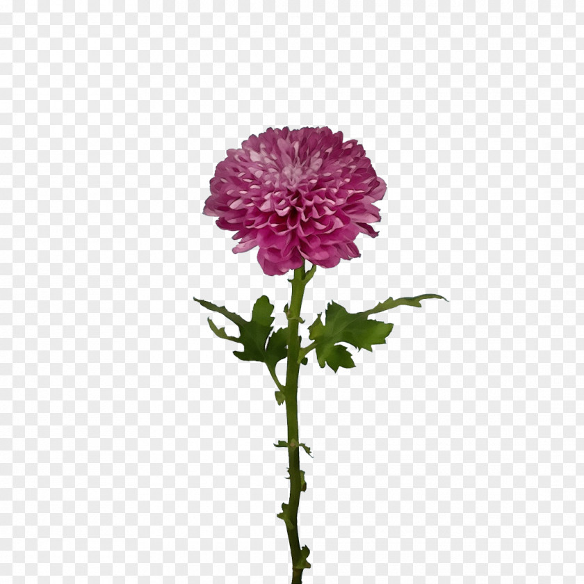Plant Stem Chrysanthemum Cut Flowers Flower Annual PNG