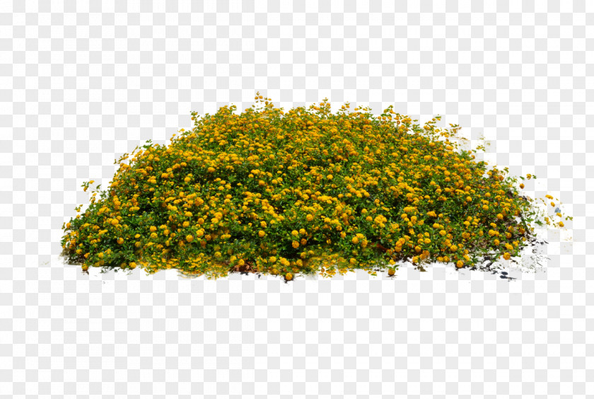 Plants Image Plant Shrub PNG