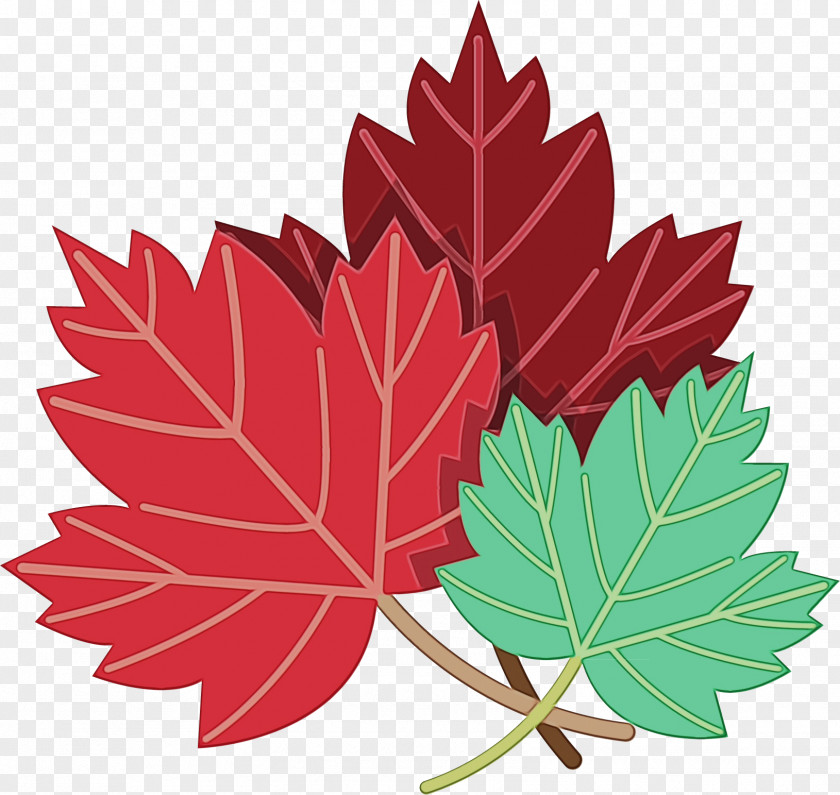 Soapberry Family Silver Maple Canada Leaf PNG