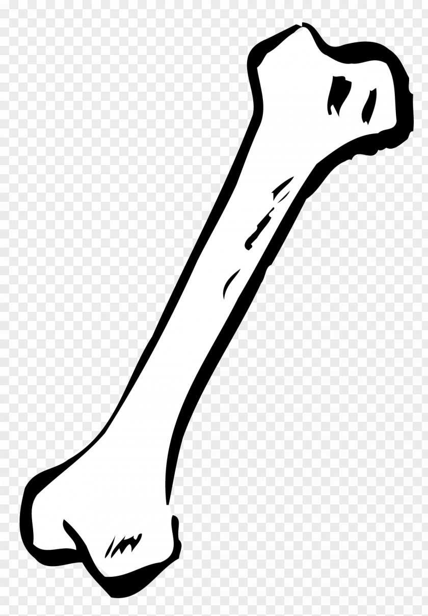 Bone PNG clipart PNG