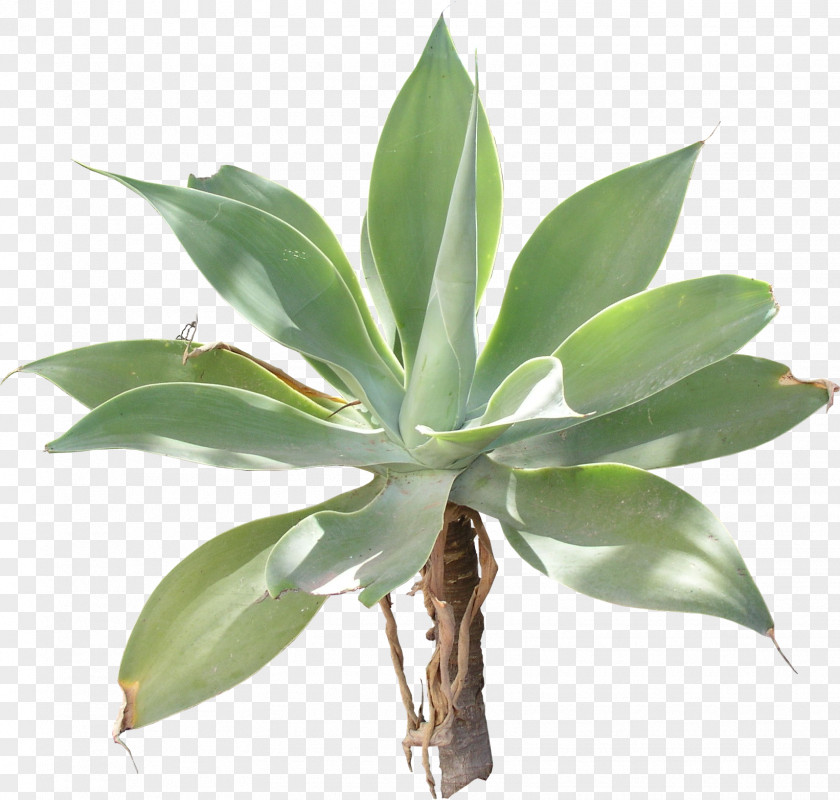 Flora Agave Azul Texture Mapping 3D Computer Graphics PNG