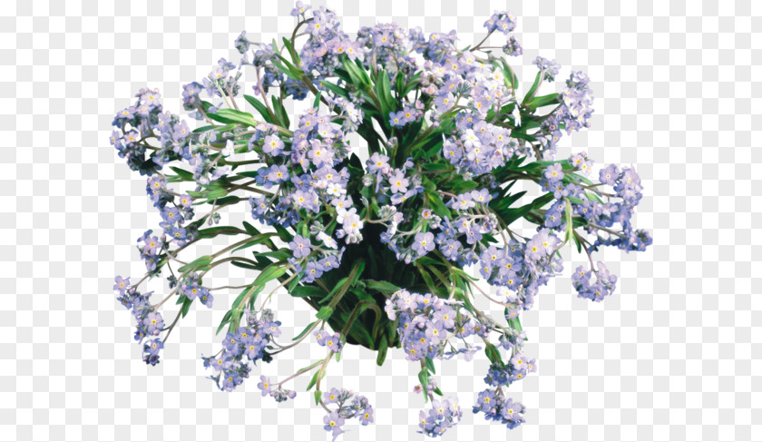 Flower Bouquet English Lavender Cut Flowers Clip Art PNG