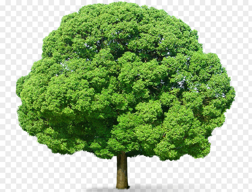 Green Tree Picture Clip Art PNG