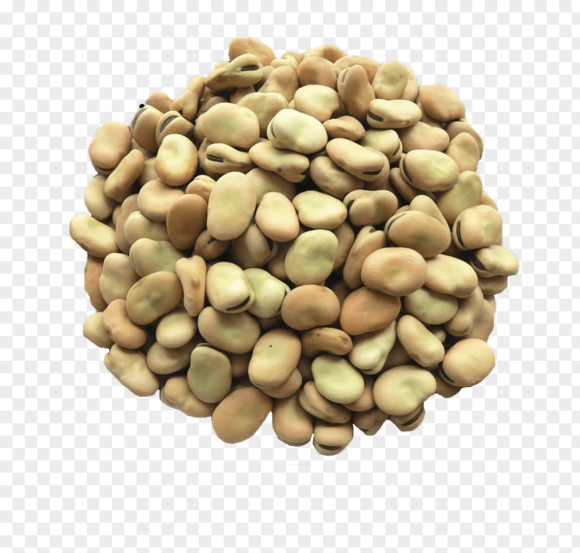 Organic Vegetarian Cuisine Broad Bean Legume Seed PNG
