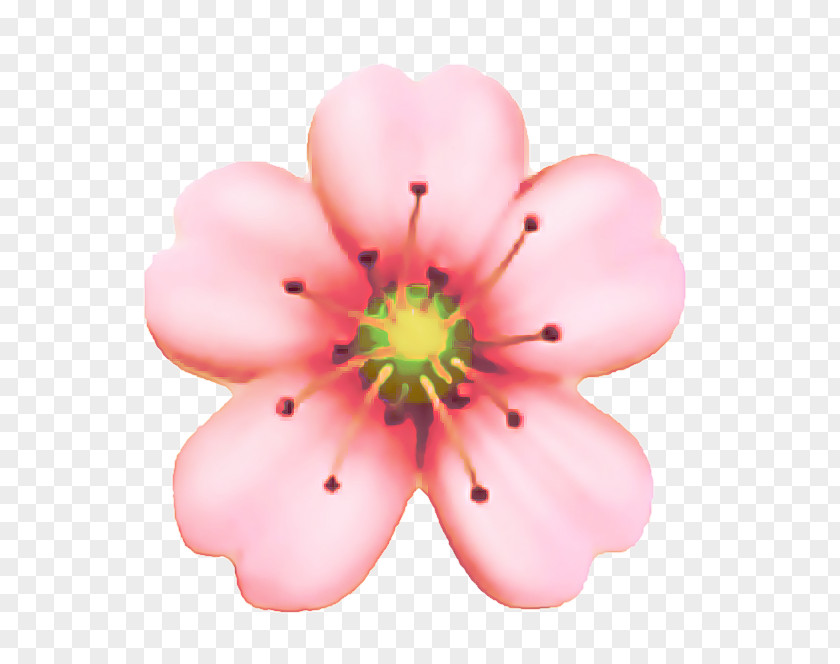 Perennial Plant Wildflower Cherry Blossom Cartoon PNG