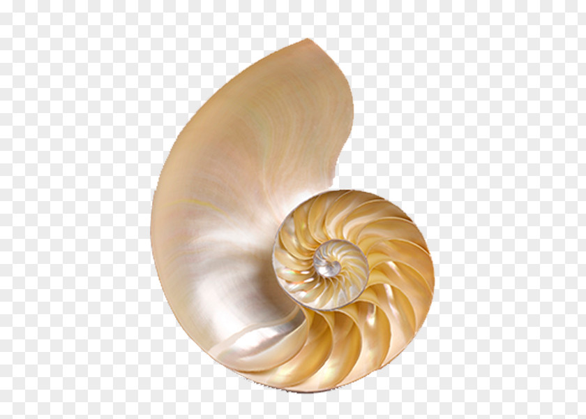 Sea Shells Chambered Nautilus Seashell Conchology Icon PNG