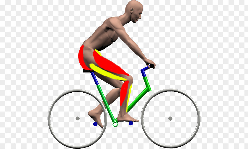 Cycling Bicycle Frames Wheels Muscular System PNG