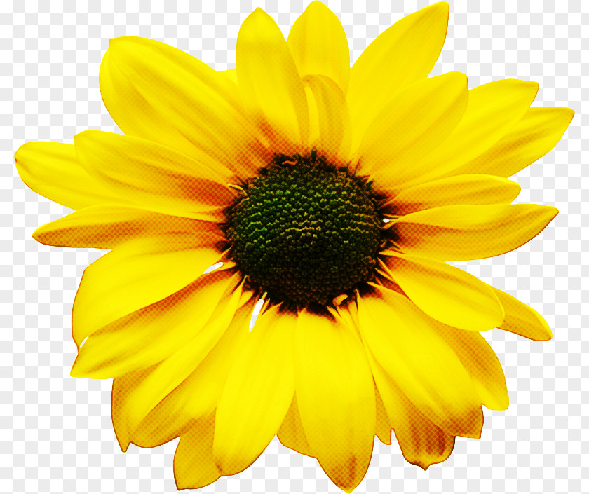Gazania Daisy Family Sunflower PNG