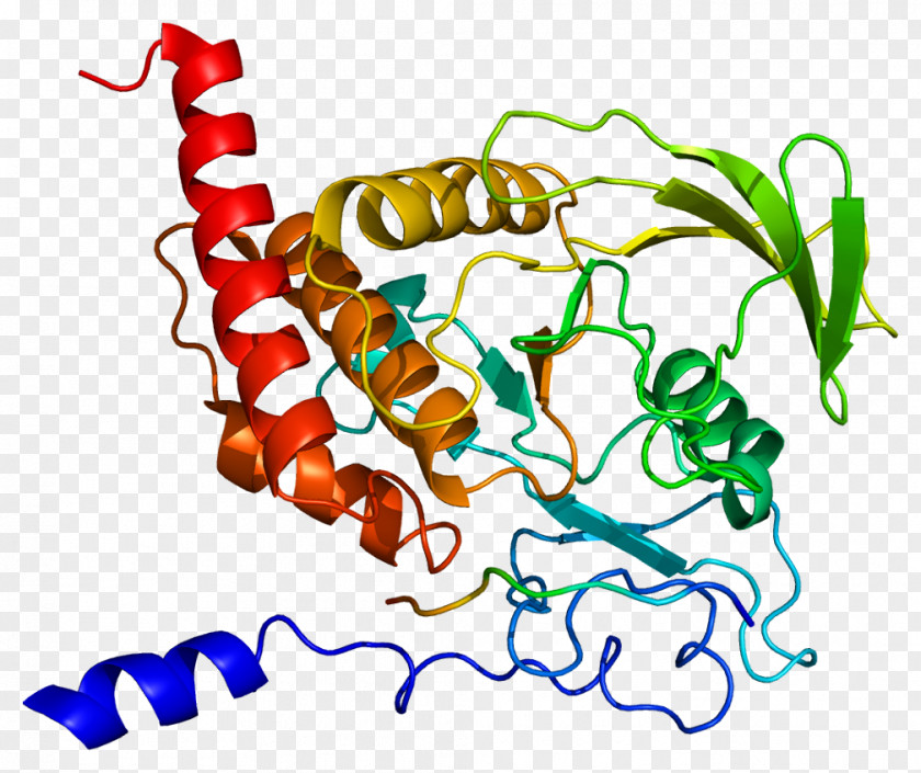 Protein PTPN6 Tyrosine Phosphatase SH2 Domain PTPN11 Kinase PNG