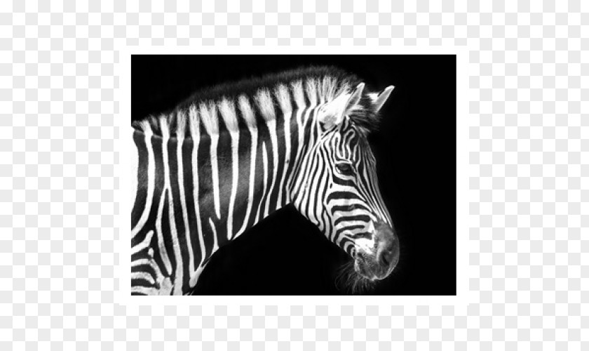 Zebra Quagga Horse Animal PNG