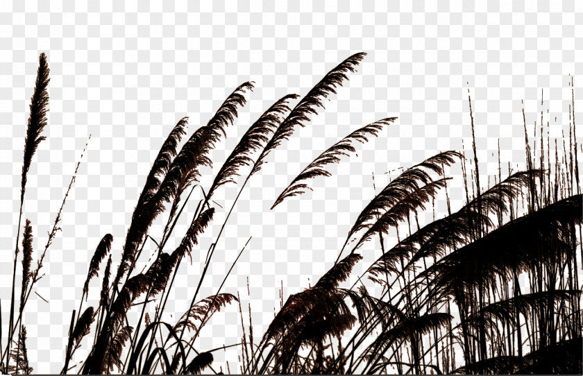 Black Reed March Silhouette Common Photography PNG