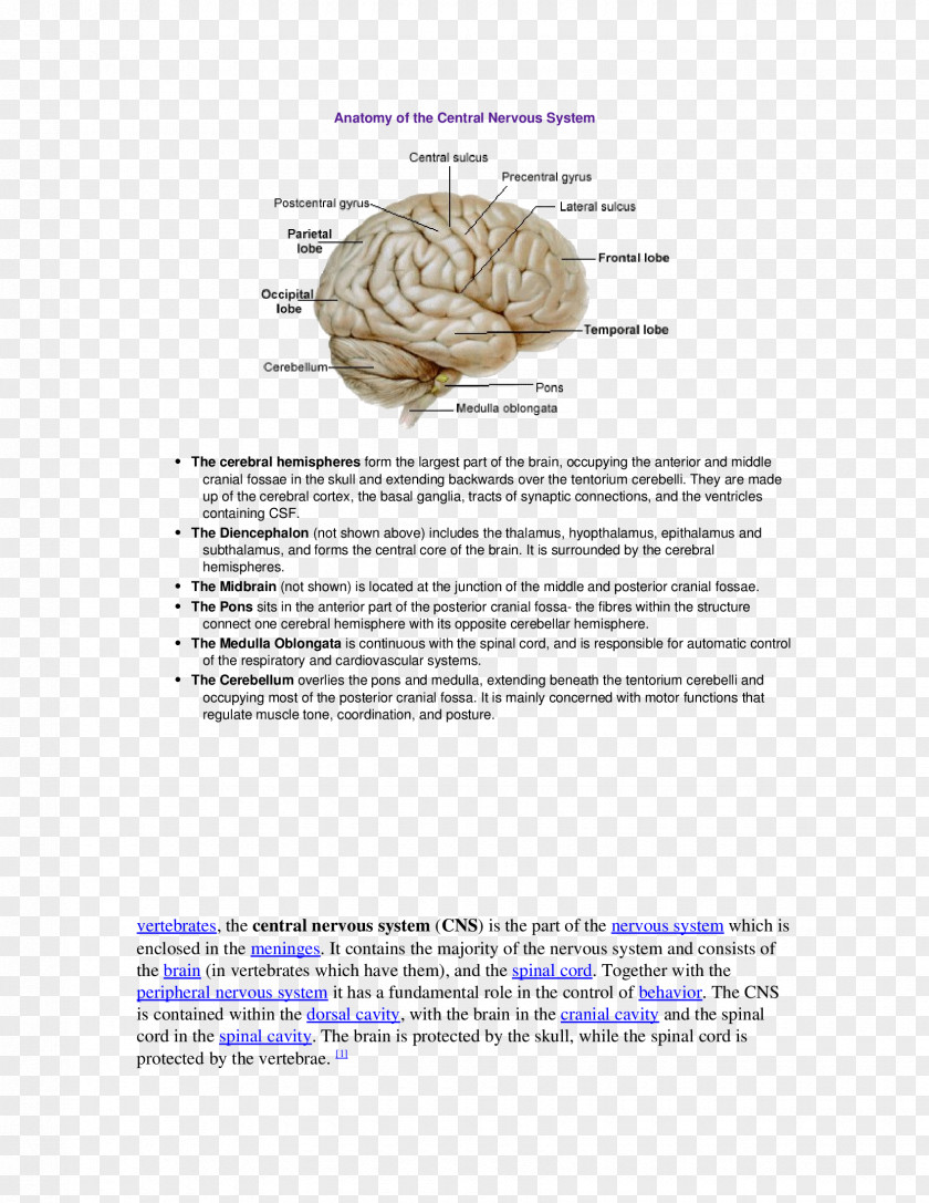 Brain Middle Cerebral Artery Arteries Cortex Organism PNG