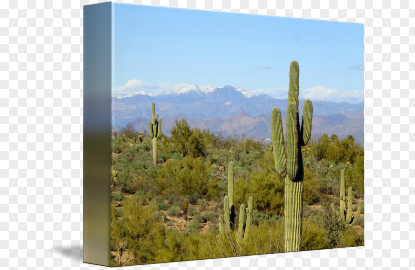 Cactus Canvas Biome Shrubland Vegetation Landscape Citroën M PNG