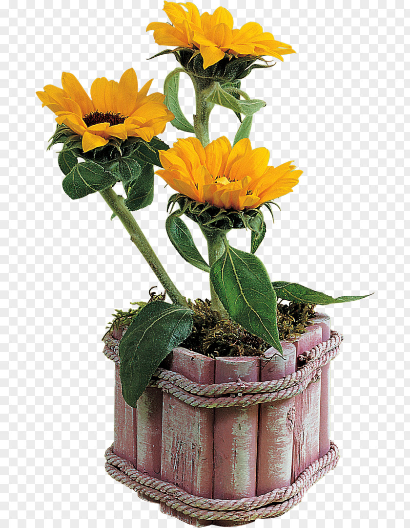 Flower Floral Design Common Sunflower Clip Art PNG
