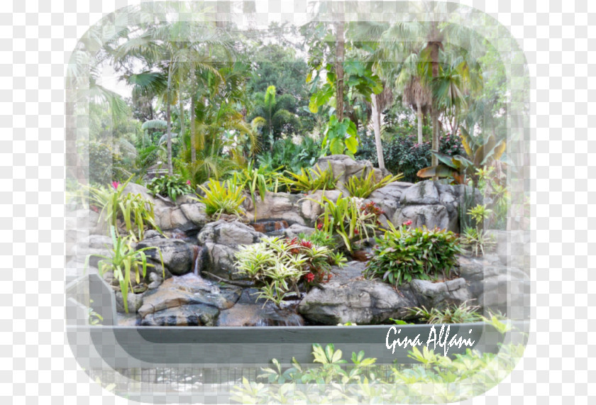 Gardening Houseplant Greenhouse Epiphyte PNG