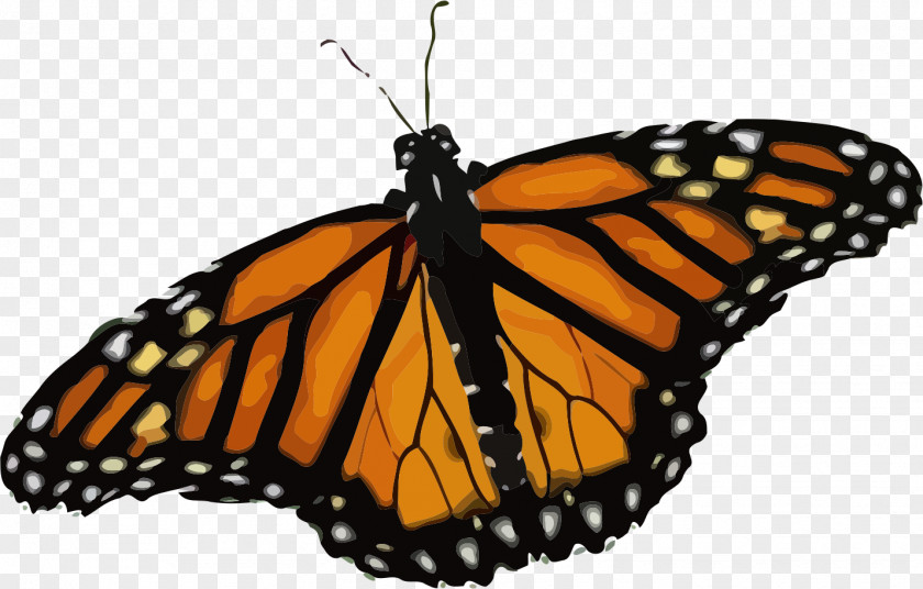 Insect Monarch Butterfly T-shirt Clip Art PNG