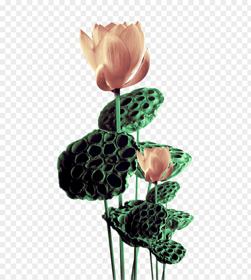 Lotus Nelumbo Nucifera Egyptian PNG