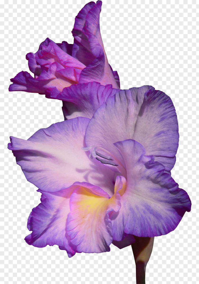 Violet Family Cattleya Floral Flower Background PNG