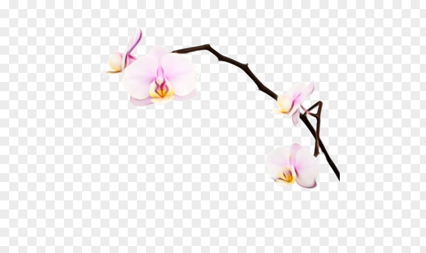 Dendrobium Flowering Plant Flower Moth Orchid Branch Petal PNG